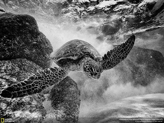 Fotografía National Geographic: Surfing Honu